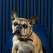 Archie