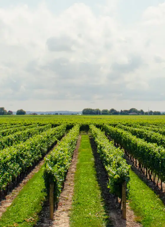 Vineyard Anchoring