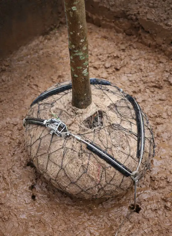 Tree Kits