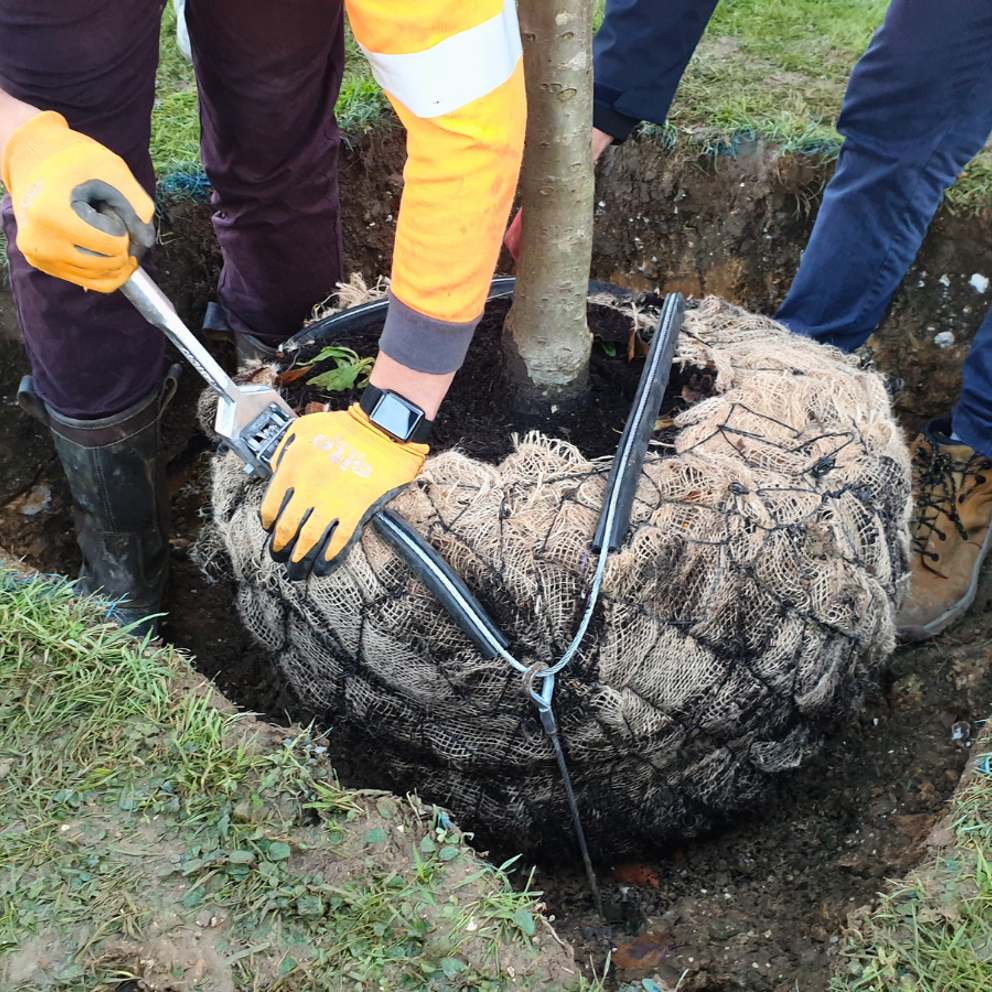 Tree Anchoring (2).png