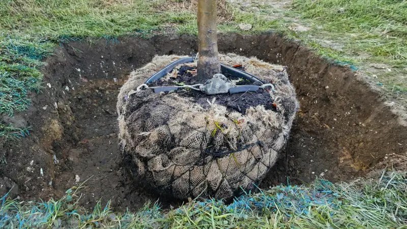 Tree Anchoring (3).png (1)