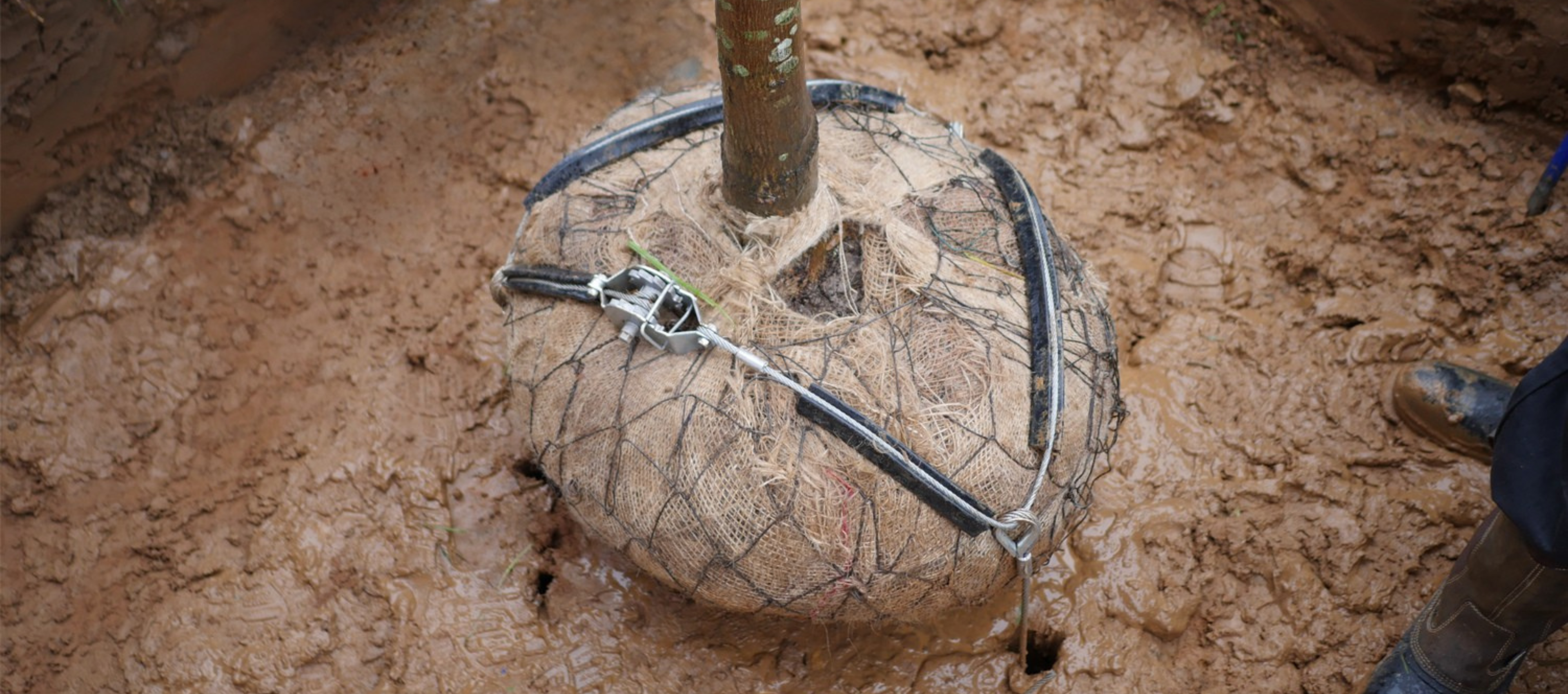 Tree Kits.png