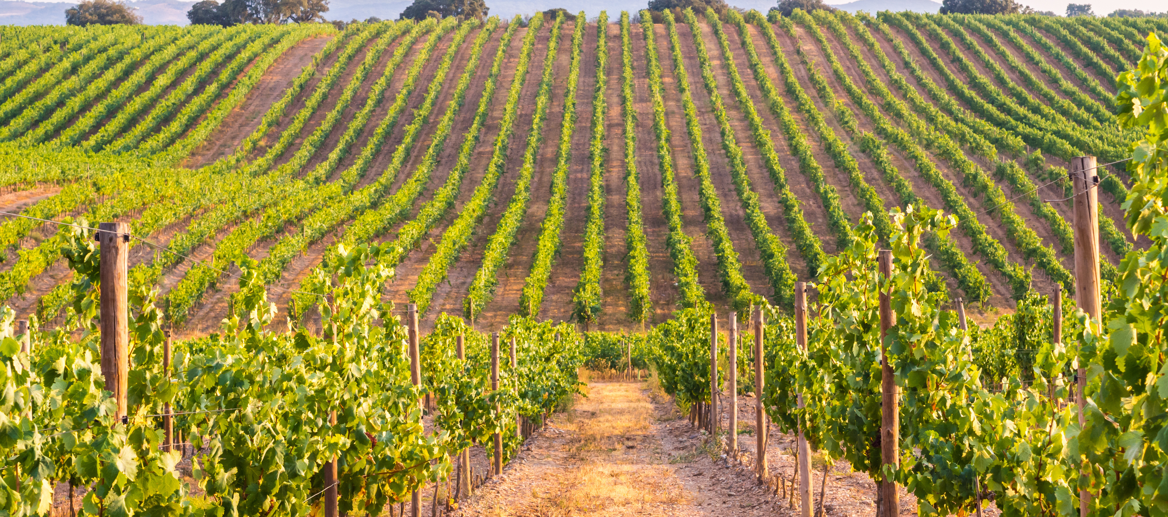 Vineyards.png (2)