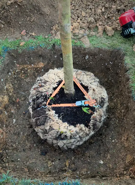 Tree Anchoring