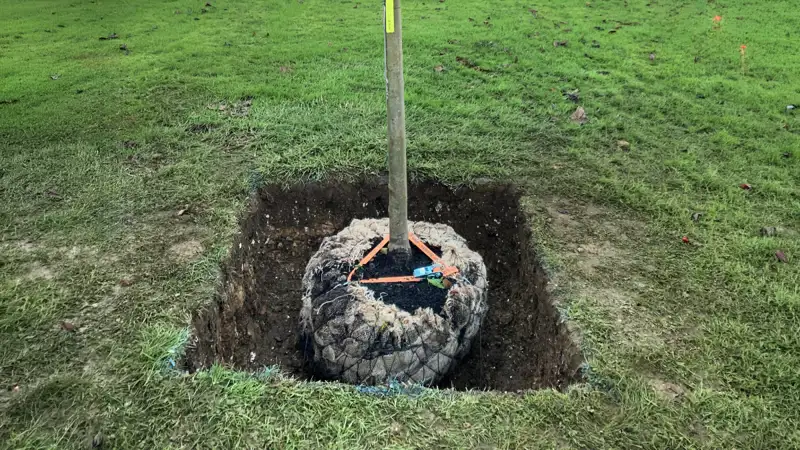 Tree Anchoring (2).png (1)